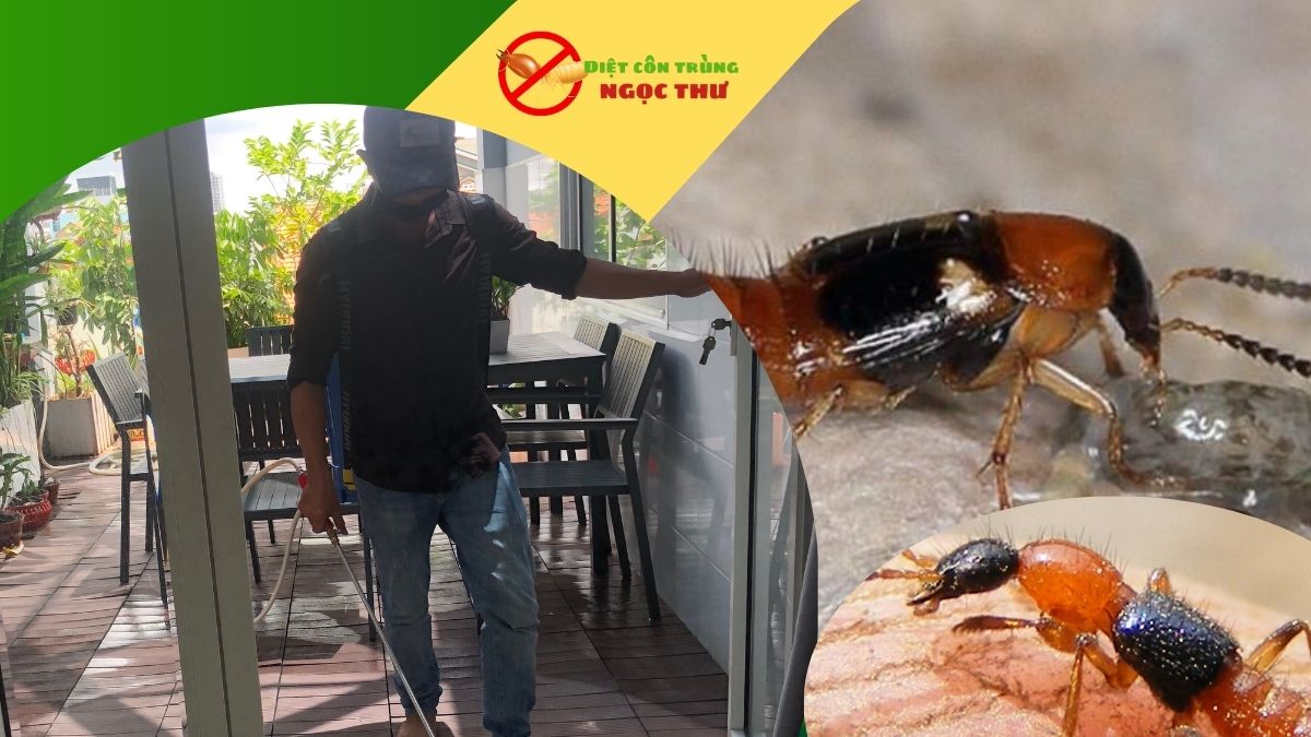 Dịch vụ diệt kiến