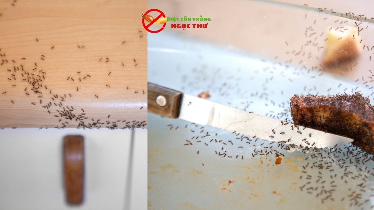 Dịch vụ diệt kiến tại bình dương