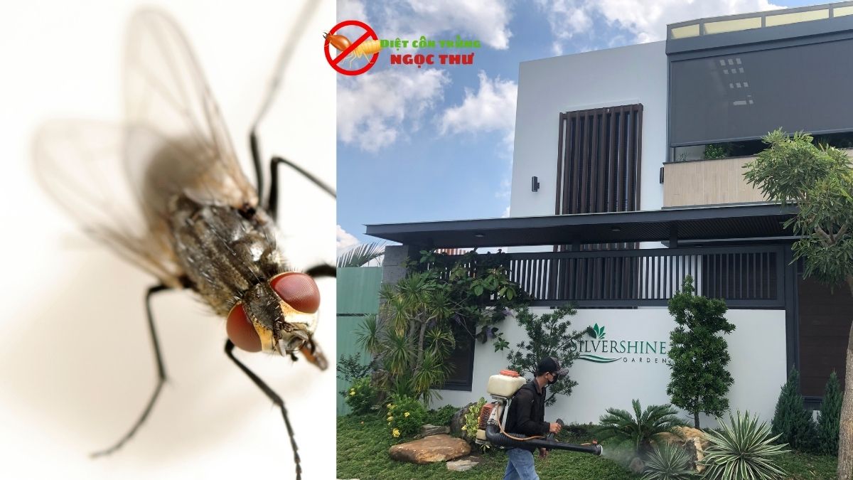 Dịch vụ diệt ruồi an toàn