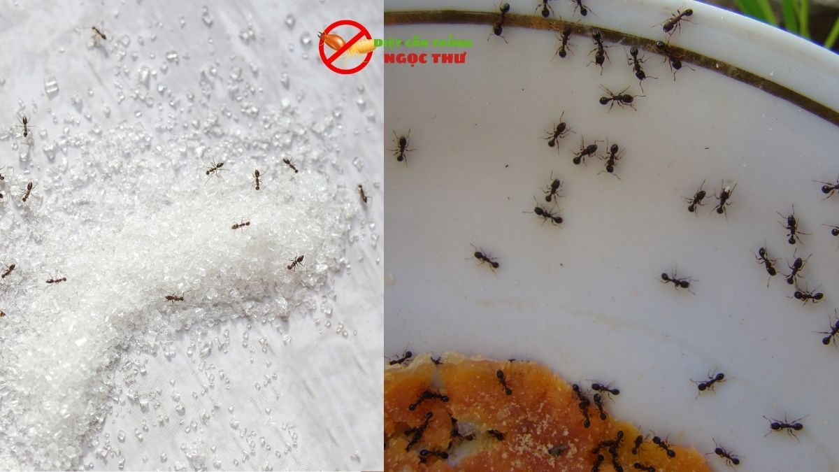 Diệt kiến tại nhà