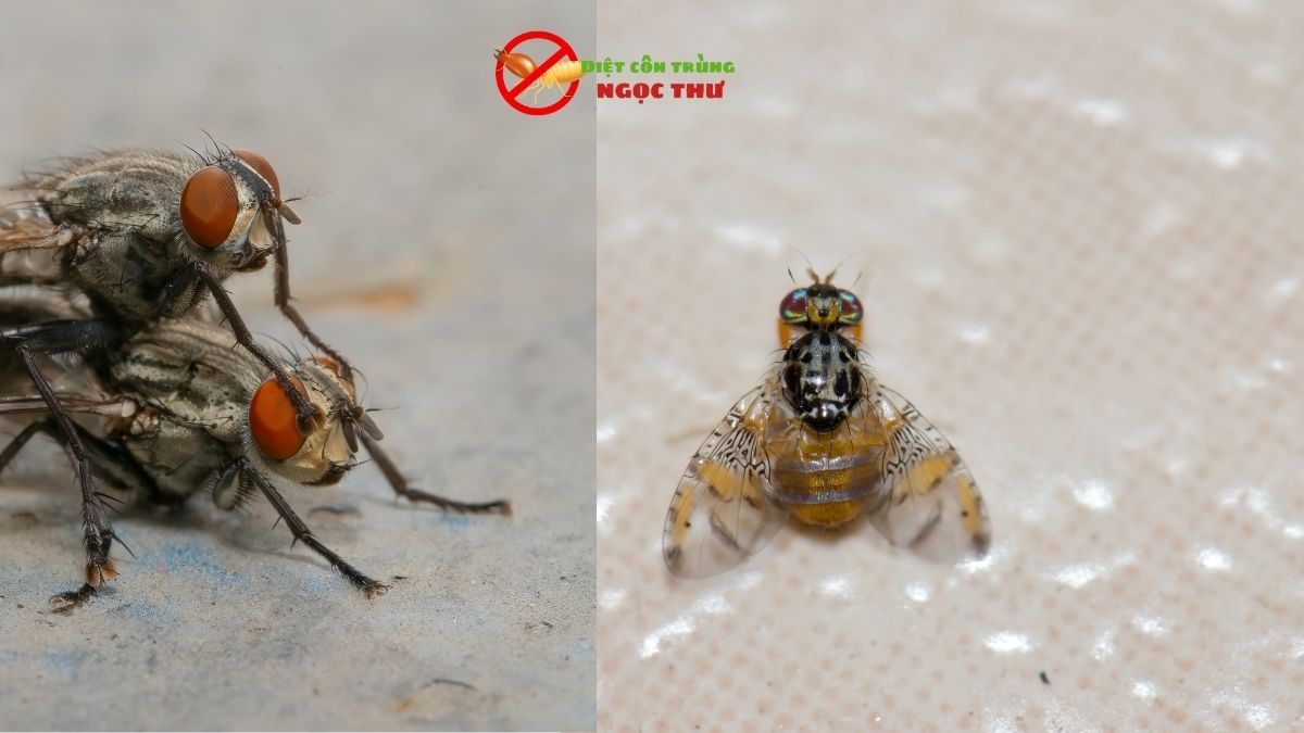 Công ty diệt ruồi ngọc thư