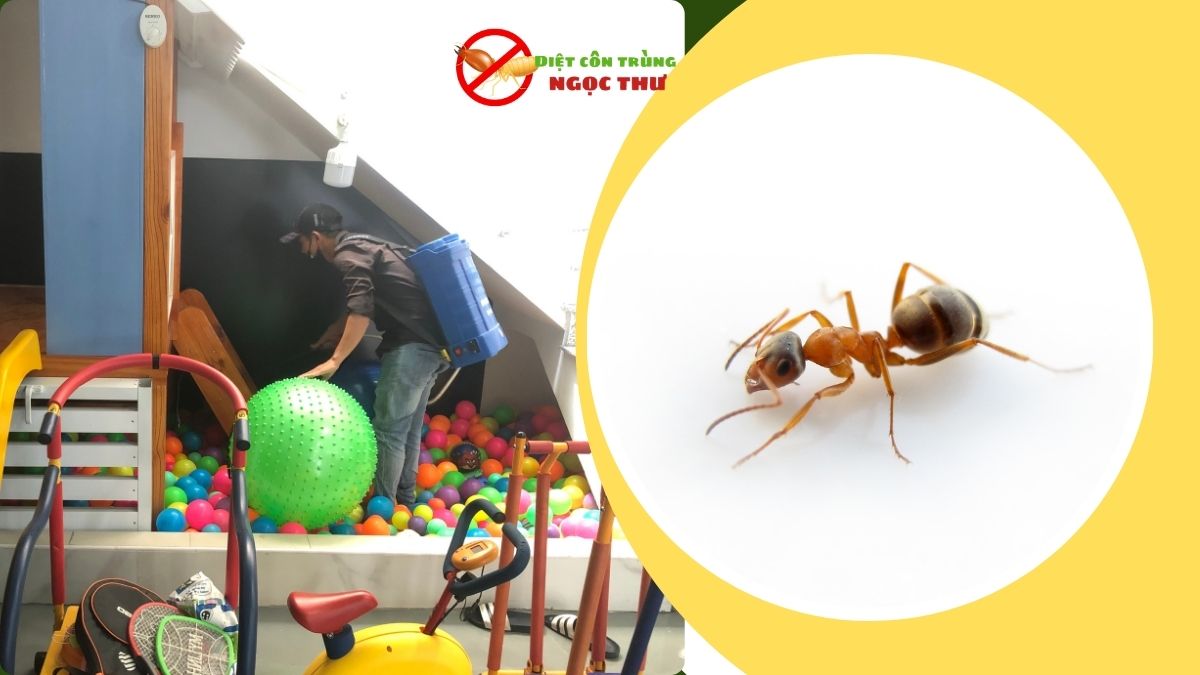 Diệt kiến ba khoang