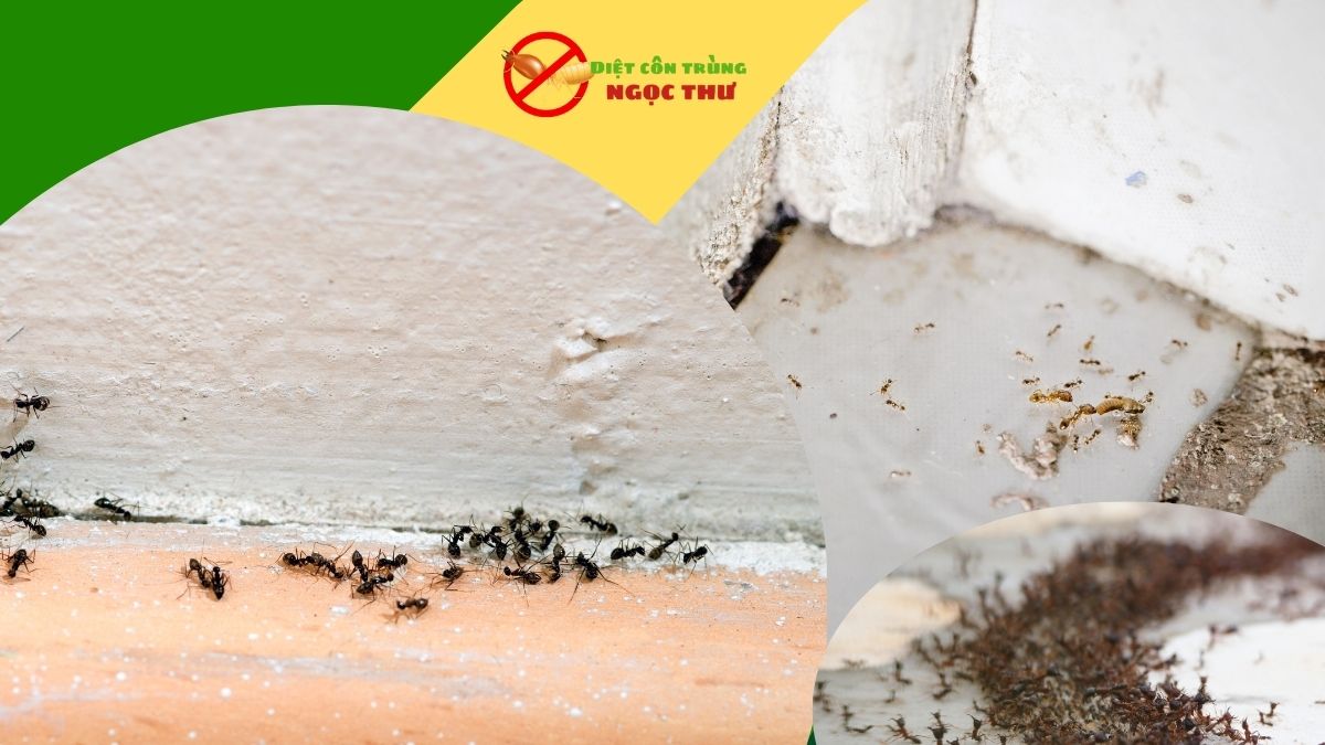 Công ty diệt côn trùng tại bình dương