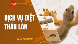 Dịch vụ diệt thằn lằn