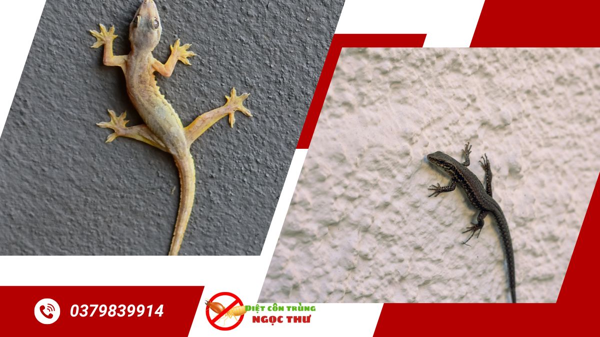 Dịch Vụ Diệt Thằn Lằn 【Nhanh Chóng & Hiệu Quả】 2 Dịch vụ diệt thằn lằn hiệu quả