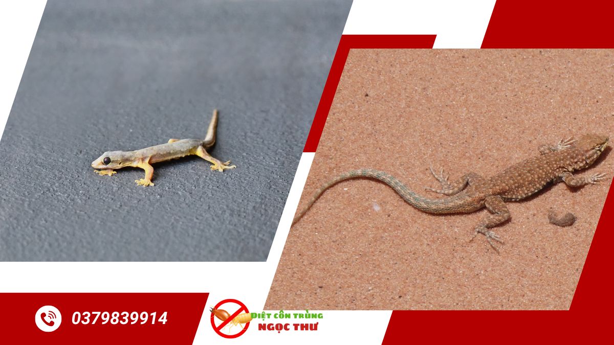 Dịch Vụ Diệt Thằn Lằn 【Nhanh Chóng & Hiệu Quả】 3 công ty diệt thằn lằn