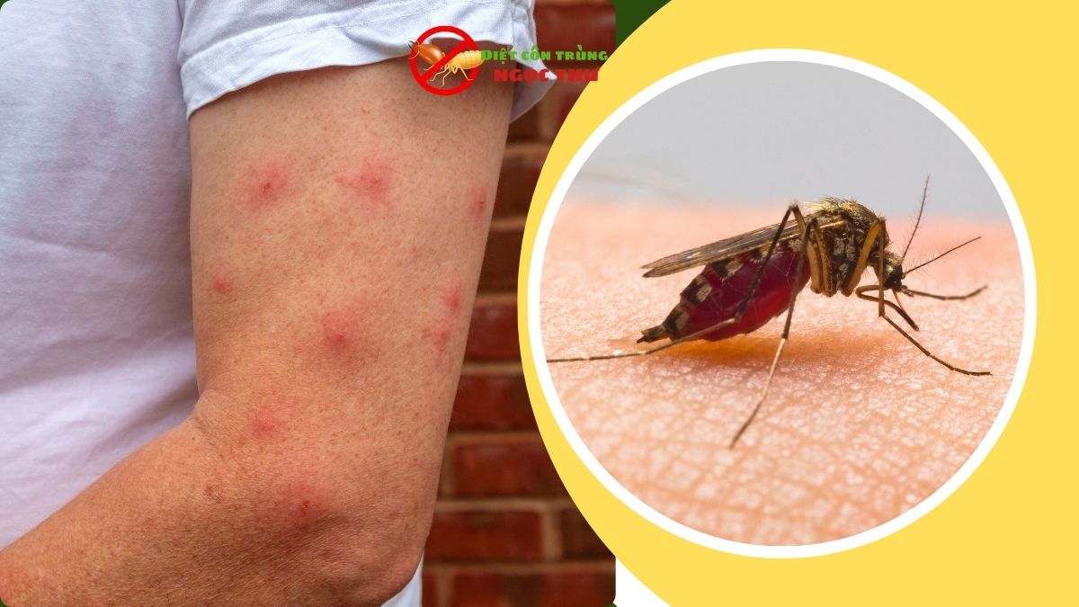 Dịch vụ diệt côn trùng tại nhà