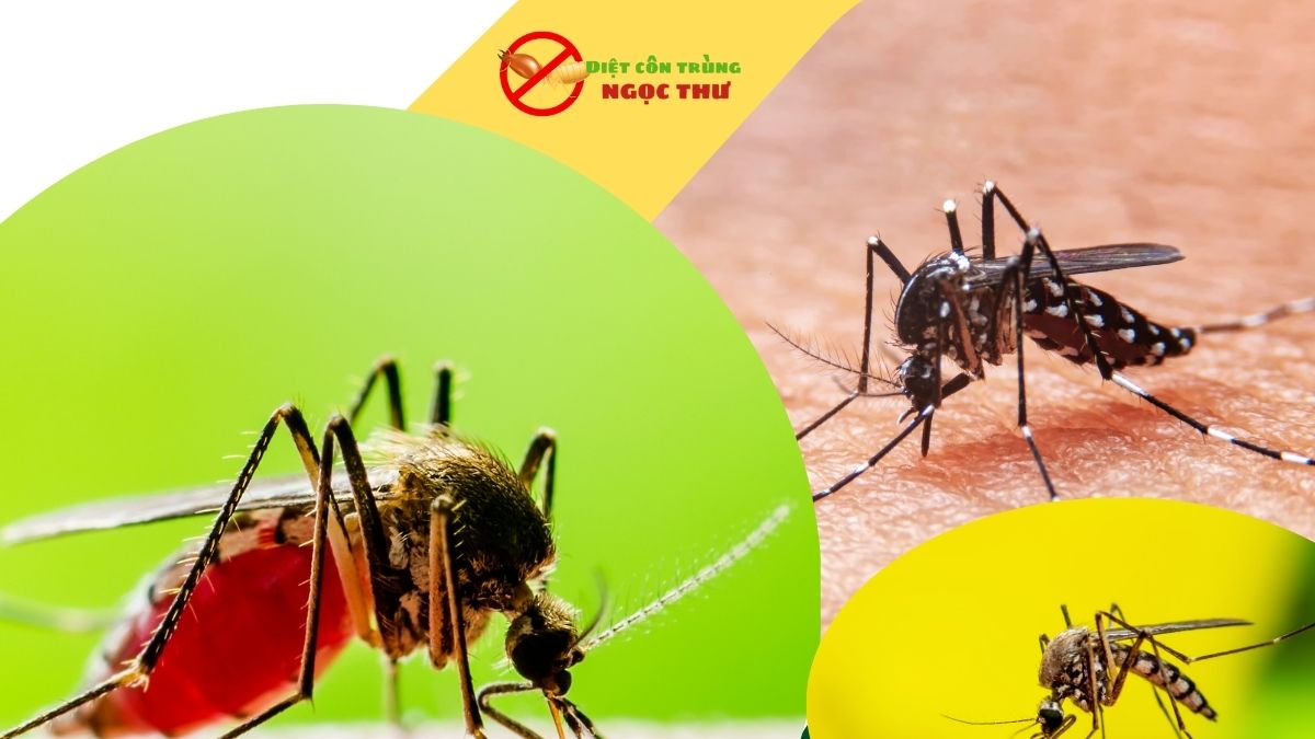Dịch vụ phun khử trùng tphcm