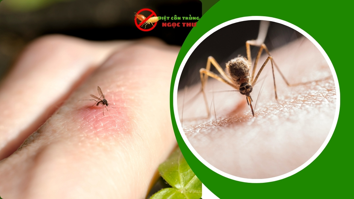 Dịch vụ phun thuốc diệt muỗi định kỳ TPHCM 1 Dịch vụ phun thuốc diệt muỗi định kỳ tphcm giá rẻ