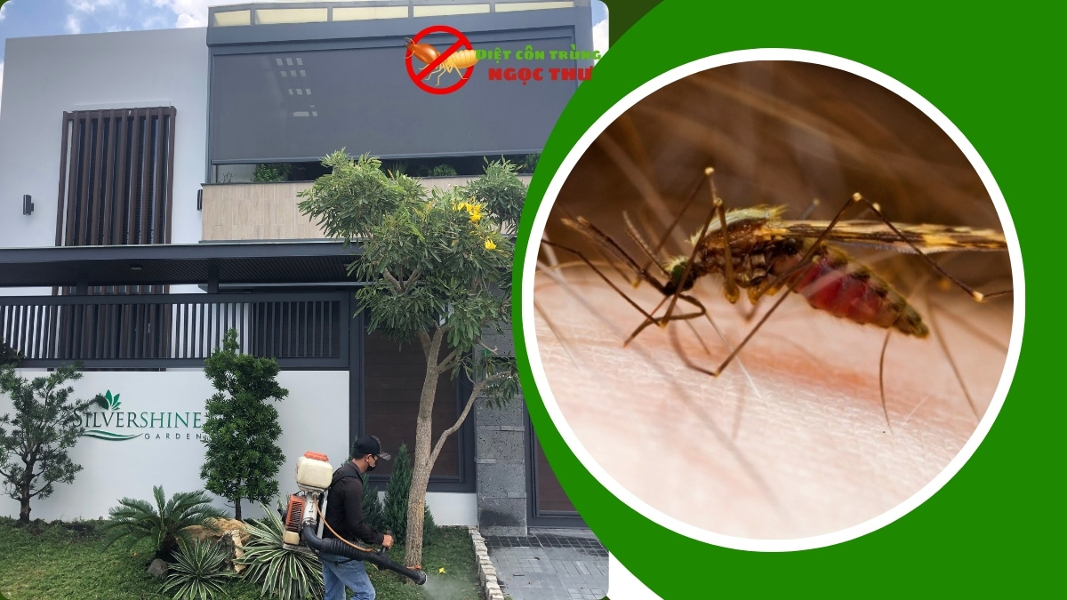 Dịch vụ phun thuốc diệt muỗi định kỳ TPHCM 2 Dịch vụ phun thuốc diệt muỗi định kỳ tphcm