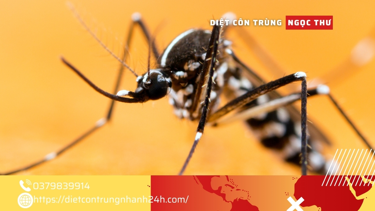 Dịch vụ phun thuốc diệt muỗi giá rẻ TPHCM 2025 3 Công ty dịch vụ phun thuốc diệt muỗi giá rẻ  nhất tại TPHCM 2025