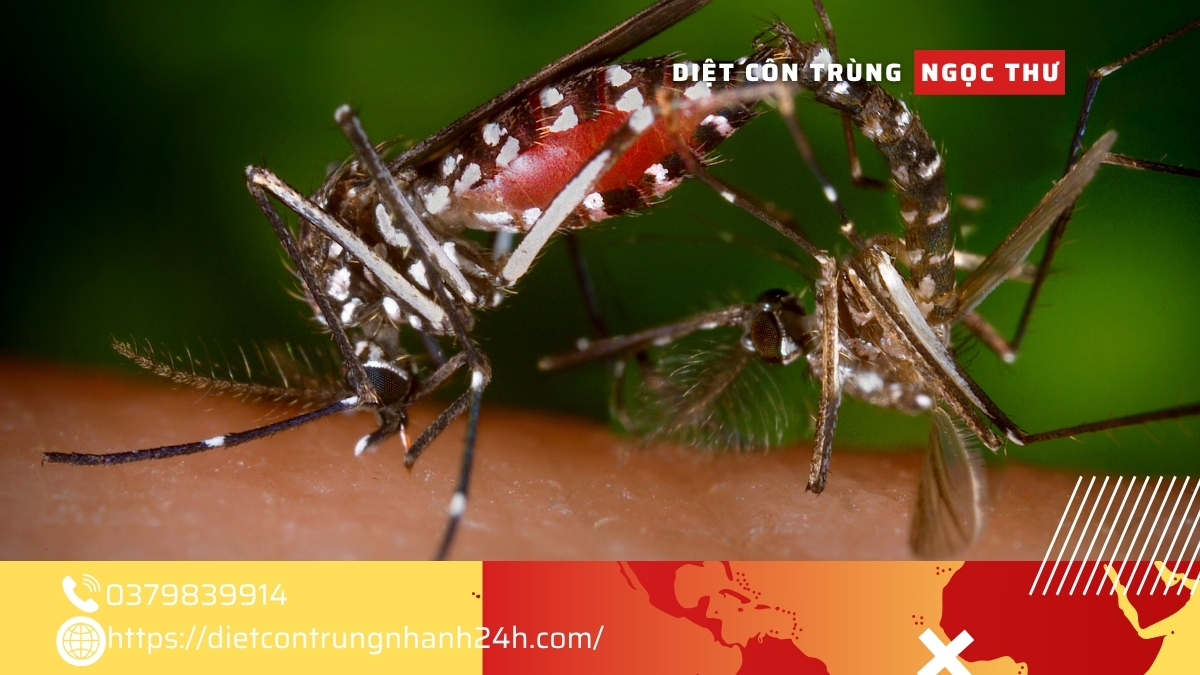 Dịch vụ phun thuốc diệt muỗi giá rẻ TPHCM 2025 2 Công ty dịch vụ phun thuốc diệt muỗi giá rẻ tại TPHCM 2025