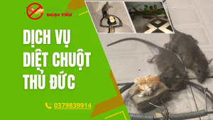 Dịch vụ diệt chuột bình thạnh