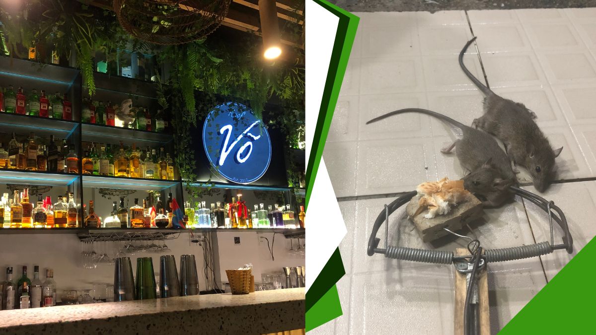  diệt chuột bình thạnh