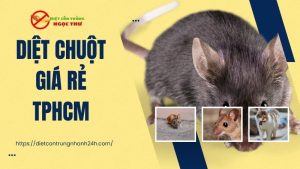 Dịch vụ diệt chuột giá rẻ tại tphcm