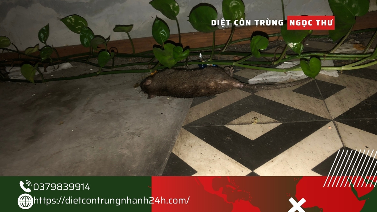 diệt chuột giá rẻ tại tphcm