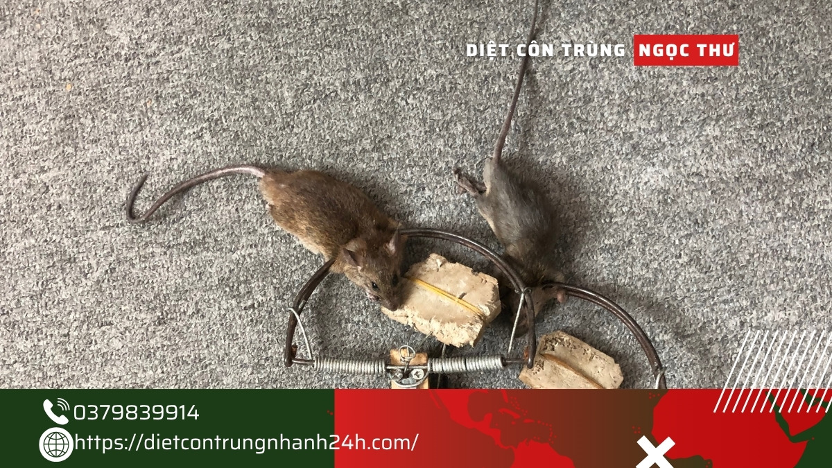 diệt chuột giá rẻ tphcm