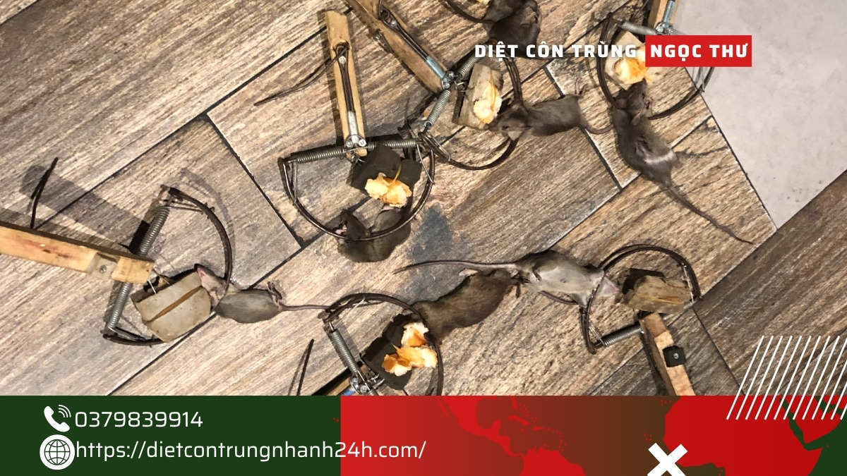 Dịch vụ diệt chuột giá rẻ tphcm