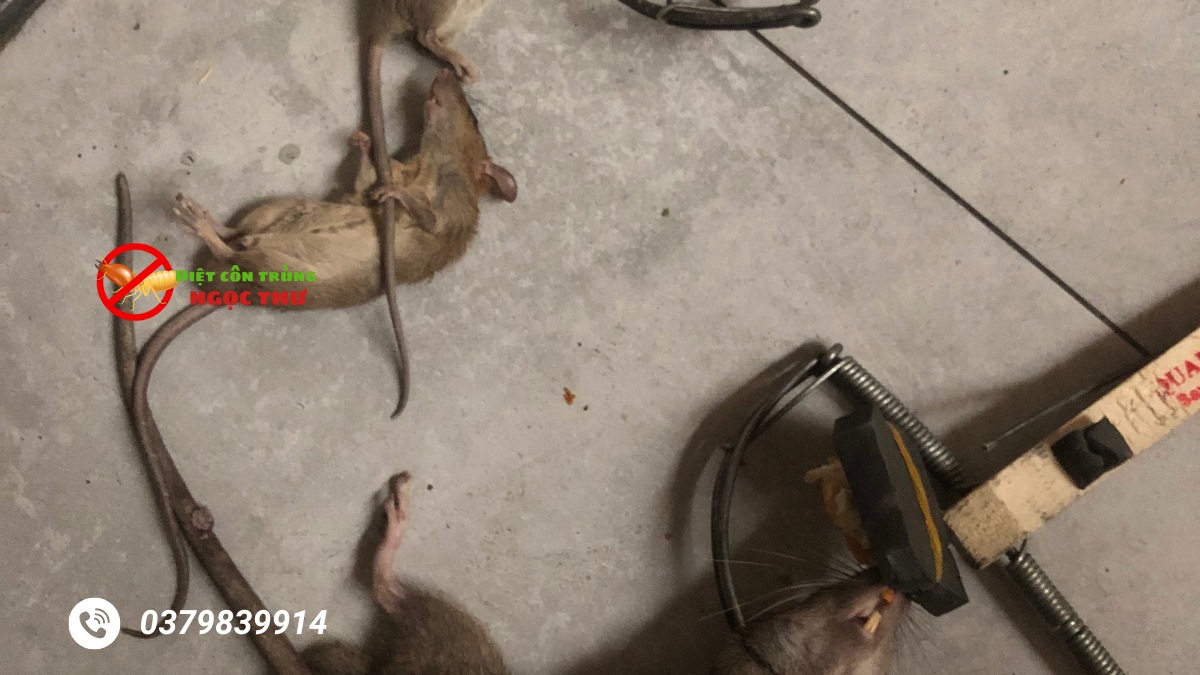 Dịch vụ diệt chuột quận gò vấp