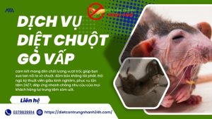 Dịch vụ diệt chuột gò vấp