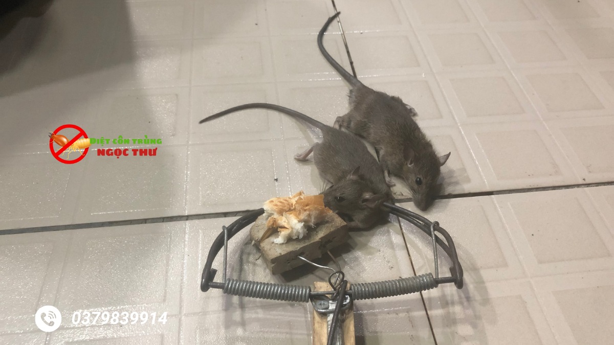 diệt chuột quận gò vấp giá rẻ