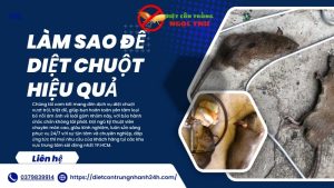 Làm sao để diệt chuột hiệu quả tại tphcm?