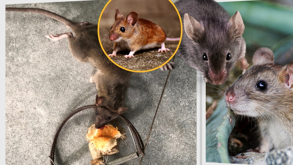 Dịch vụ diệt chuột quận 3 giá rẻ