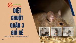Dịch vụ diệt chuột quận 3 giá rẻ