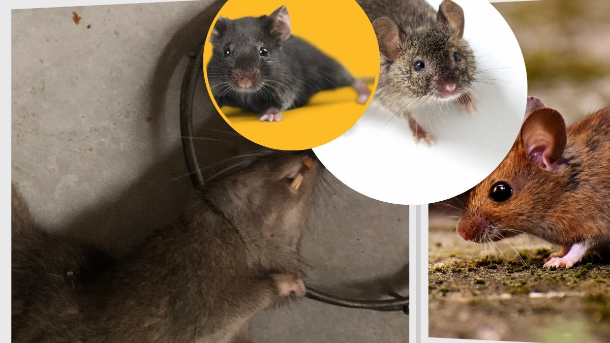 Dịch vụ diệt chuột quận 3 hiệu quả