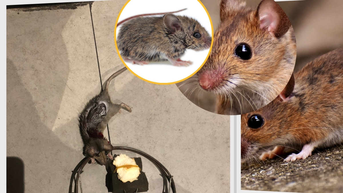 Dịch vụ diệt chuột quận 3 uy tín