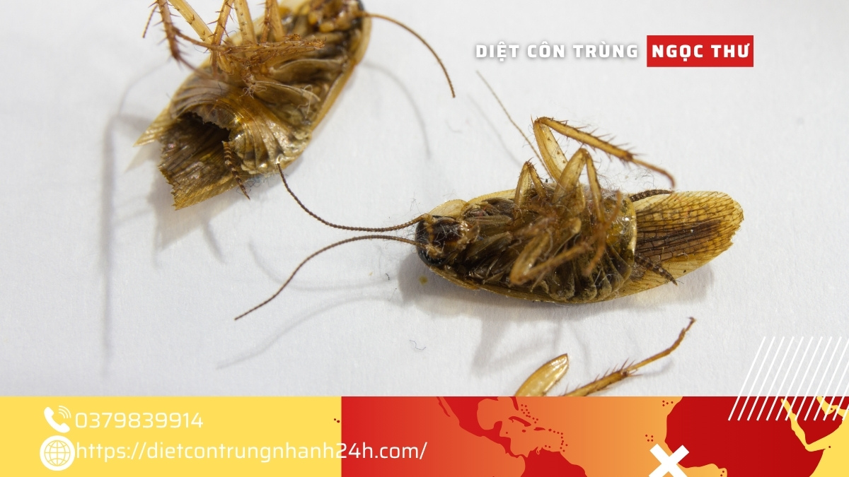 Diệt gián Bình Thạnh TPHCM 【Diệt Sạch Tận Gốc】 1 Dịch vụ diệt gián tại bình thạnh tphcm