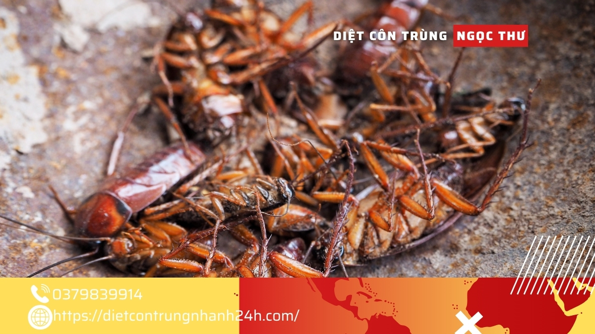 Diệt gián Bình Thạnh TPHCM 【Diệt Sạch Tận Gốc】 2 Dịch vụ diệt gián tại bình thạnh tphcm giá tốt nhất 2025