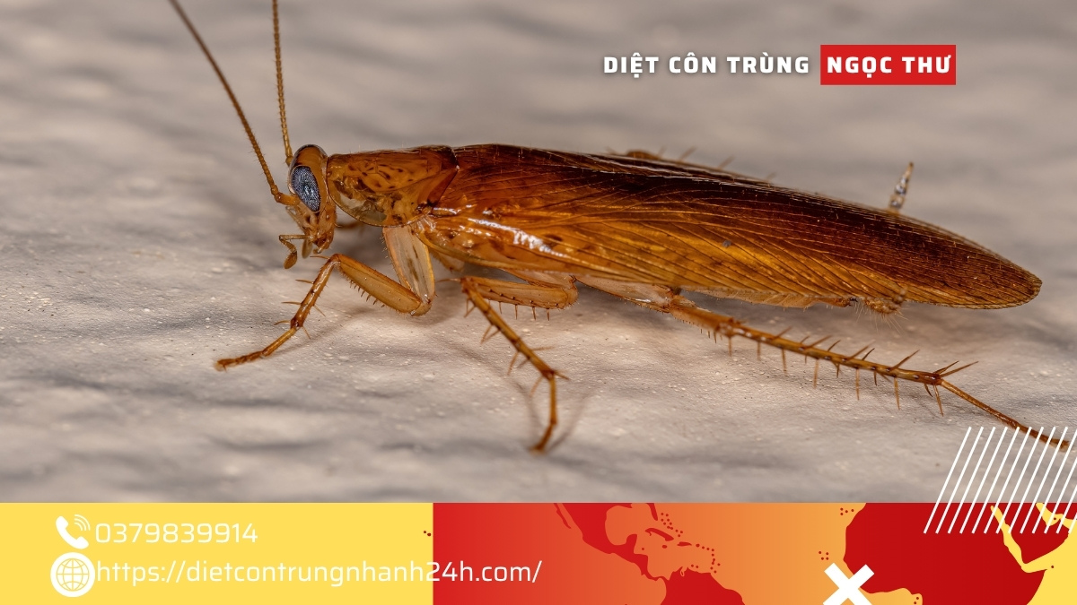 Diệt gián Bình Thạnh TPHCM 【Diệt Sạch Tận Gốc】 3 Công ty dịch vụ diệt gián tại bình thạnh tphcm giá tốt nhất 2025