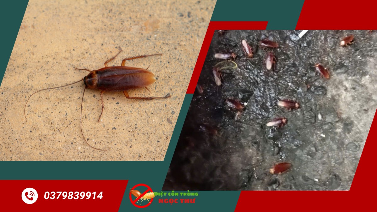 Diệt Gián Cho Nhà Hàng TPHCM 【Chuyên Nghiệp Hiệu Quả】 1 Diệt gián cho nhà hàng tphcm