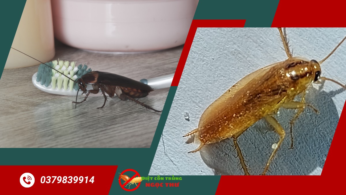 Diệt Gián Cho Nhà Hàng TPHCM 【Chuyên Nghiệp Hiệu Quả】 2 Diệt gián cho nhà hàng tại tphcm