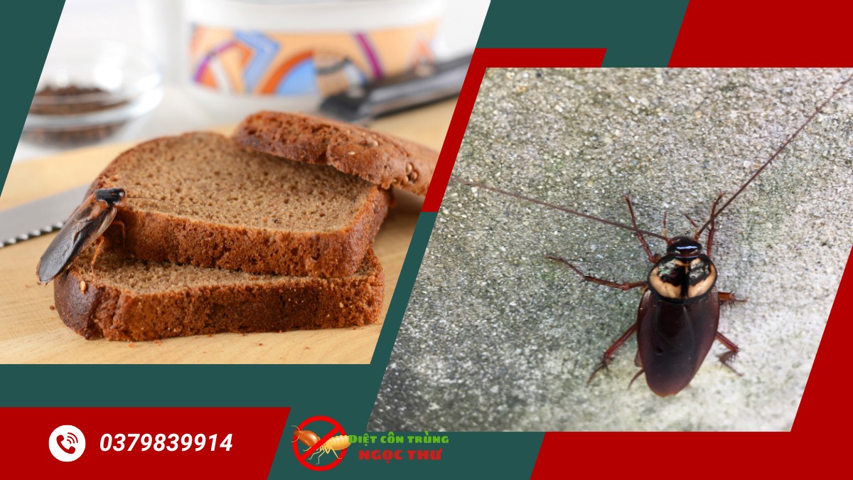 Diệt Gián Cho Nhà Hàng TPHCM 【Chuyên Nghiệp Hiệu Quả】 3 Diệt gián tận gốc cho nhà hàng tại tphcm