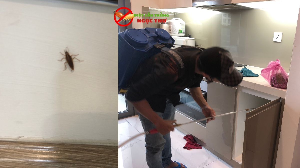 Diệt gián đức chung cư