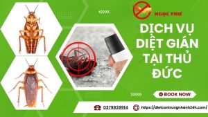 Dịch vụ diệt gián tại thủ đức