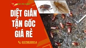 Dịch vụ diệt gián tận gốc giá rẻ
