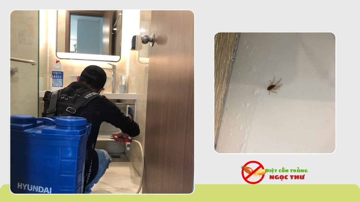 Dịch vụ diệt gián tận gốc giá rẻ