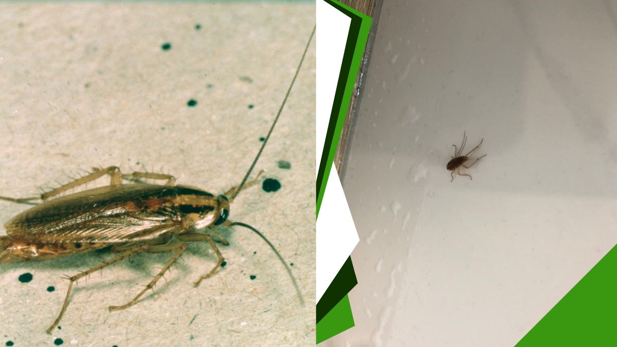 Diệt gián tận gốc tphcm ngọc thư