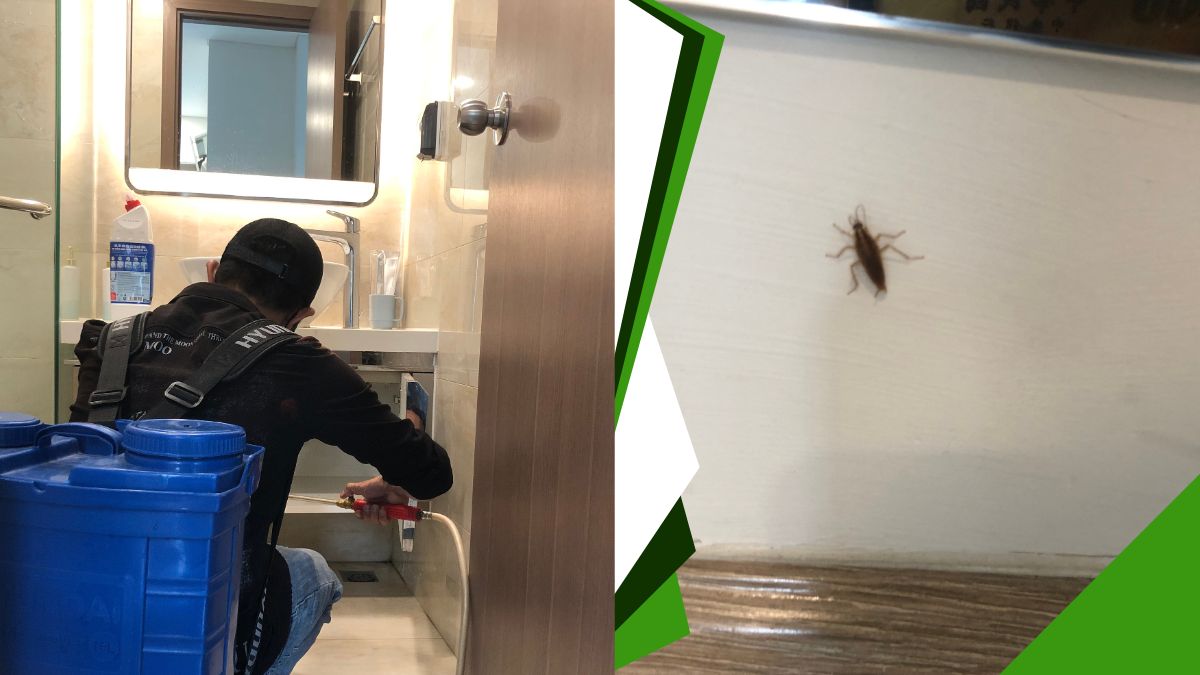 Diệt gián tận gốc tphcm chuyên nghiệp