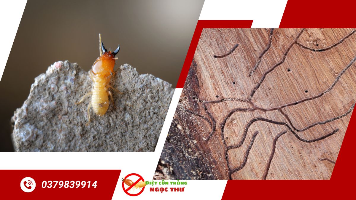 Dịch vụ diệt mối bình thạnh