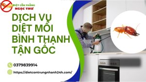 Dịch vụ diệt mối bình thạnh tận gốc