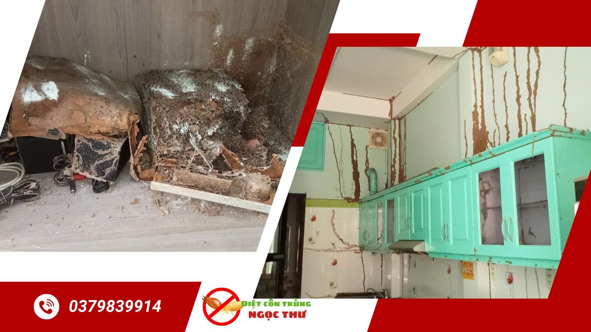 Diệt mối bình thạnh