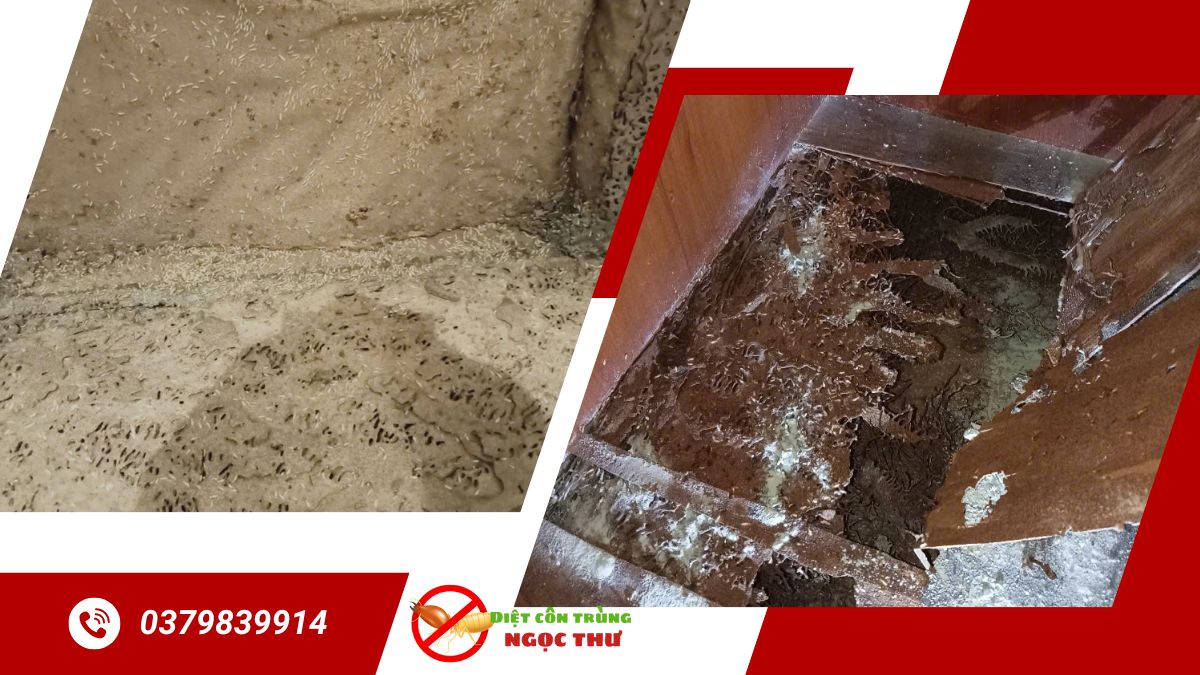 Diệt mối tại bình thạnh