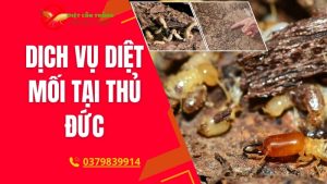 Diệt mối tại thủ đức