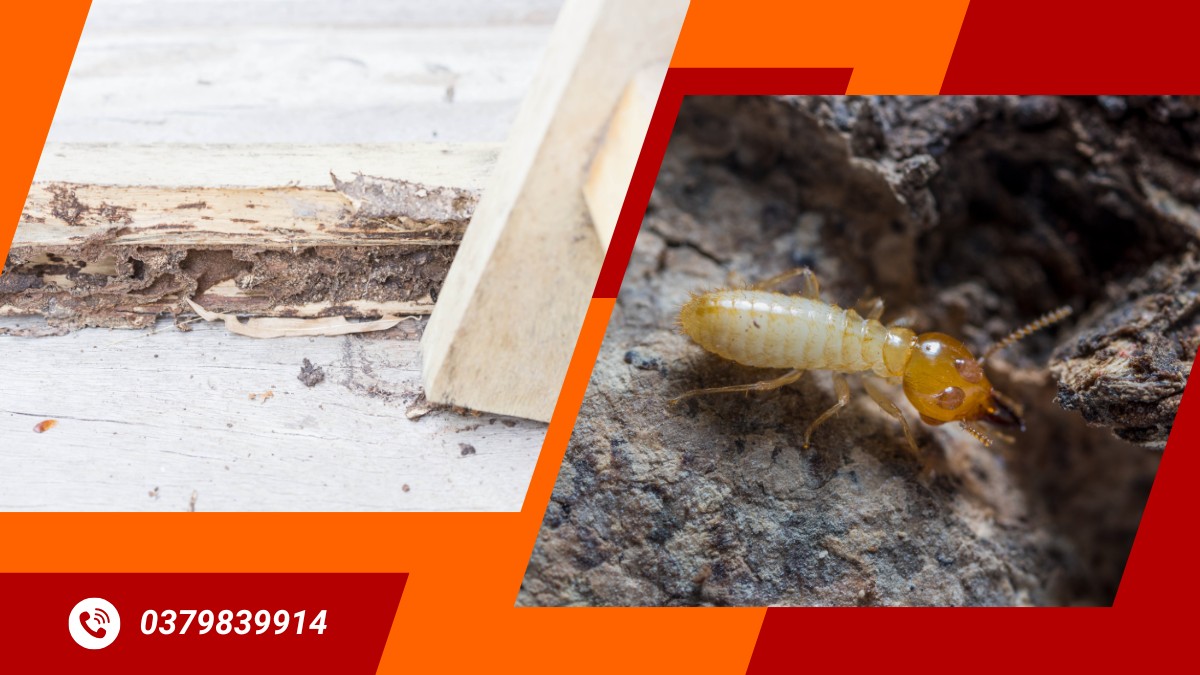 Diệt Mối Tại Thủ Đức 【Đánh Bay Mối Mọt, Bảo Vệ Đẳng Cấp Sống】 2 Dịch vụ diệt mối tại thủ đức