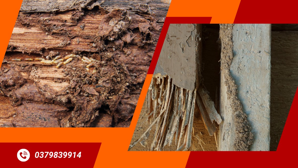 Diệt Mối Tại Thủ Đức 【Đánh Bay Mối Mọt, Bảo Vệ Đẳng Cấp Sống】 3 Dịch vụ diệt mối tại thủ đức chuyên nghiệp