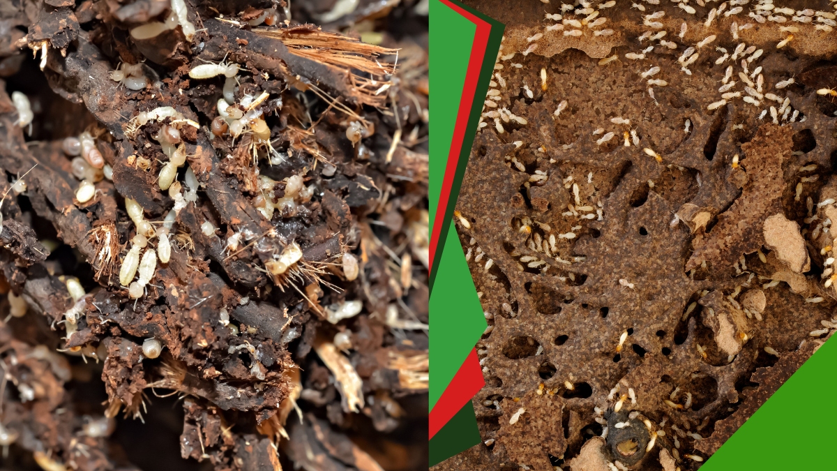 Diệt Mối Tận Gốc Dĩ An - Bảo Hành Lâu Dài 3 Dịch vụ diệt mối tận gốc tại dĩ an bình dương